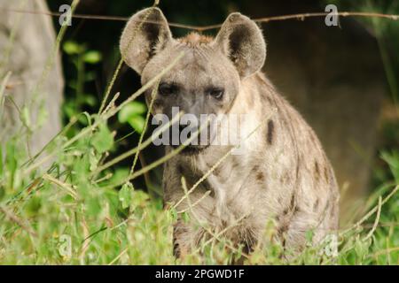 Spotted Hyaena looking. Hyaena is the largest type of hyena.Polka-dot hyenas are similar to common hyenas. But bigger Have a body weight of up to 60–7 Stock Photo