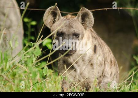 Spotted Hyaena looking. Hyaena is the largest type of hyena.Polka-dot hyenas are similar to common hyenas. But bigger Have a body weight of up to 60–7 Stock Photo