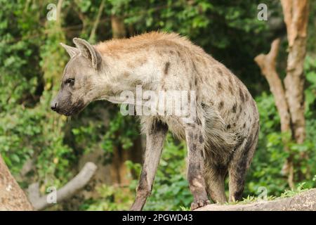 Spotted Hyaena looking. Hyaena is the largest type of hyena.Polka-dot hyenas are similar to common hyenas. But bigger Have a body weight of up to 60–7 Stock Photo