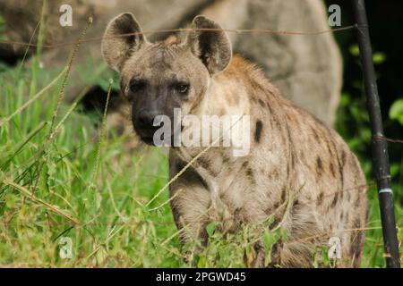 Spotted Hyaena looking. Hyaena is the largest type of hyena.Polka-dot hyenas are similar to common hyenas. But bigger Have a body weight of up to 60–7 Stock Photo