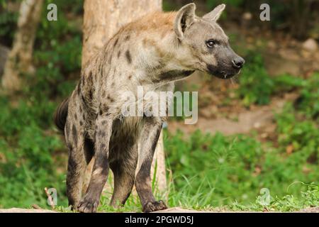 Spotted Hyaena looking. Hyaena is the largest type of hyena.Polka-dot hyenas are similar to common hyenas. But bigger Have a body weight of up to 60–7 Stock Photo