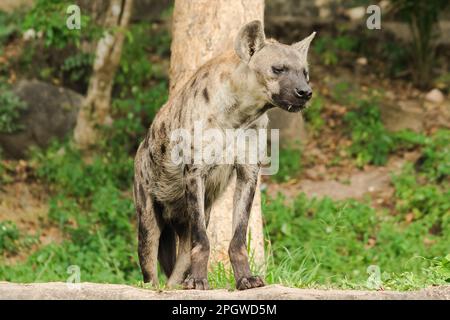 Spotted Hyaena looking. Hyaena is the largest type of hyena.Polka-dot hyenas are similar to common hyenas. But bigger Have a body weight of up to 60–7 Stock Photo