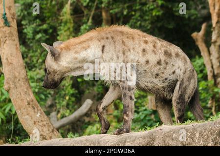 Spotted Hyaena looking. Hyaena is the largest type of hyena.Polka-dot hyenas are similar to common hyenas. But bigger Have a body weight of up to 60–7 Stock Photo