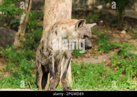 Spotted Hyaena looking. Hyaena is the largest type of hyena.Polka-dot hyenas are similar to common hyenas. But bigger Have a body weight of up to 60–7 Stock Photo