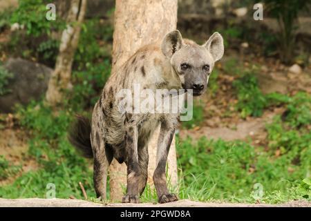 Spotted Hyaena looking. Hyaena is the largest type of hyena.Polka-dot hyenas are similar to common hyenas. But bigger Have a body weight of up to 60–7 Stock Photo