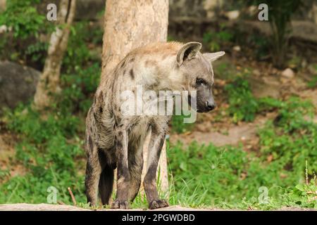 Spotted Hyaena looking. Hyaena is the largest type of hyena.Polka-dot hyenas are similar to common hyenas. But bigger Have a body weight of up to 60–7 Stock Photo