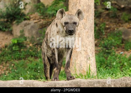 Spotted Hyaena looking. Hyaena is the largest type of hyena.Polka-dot hyenas are similar to common hyenas. But bigger Have a body weight of up to 60–7 Stock Photo