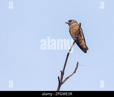 A White breasted Wood Swallow looking away Stock Photo