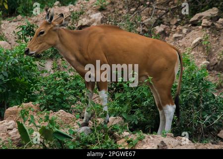 Banteng stood on the rocks along the edge of the forest.Banteng is a type of wild cattle. Shaped like a domestic cow The main characteristics that dif Stock Photo