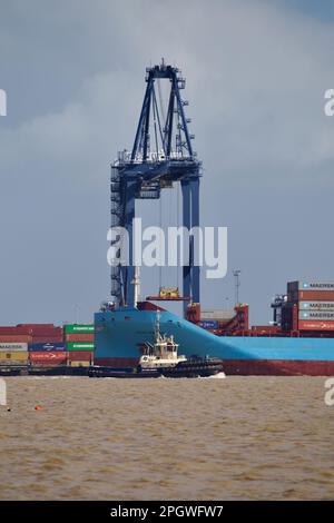Tugboat Svitzer Deben assisting a containership. Stock Photo