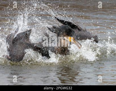 Cormorant fishing, Teifi Marshes, Cardigan, Wales. Stock Photo