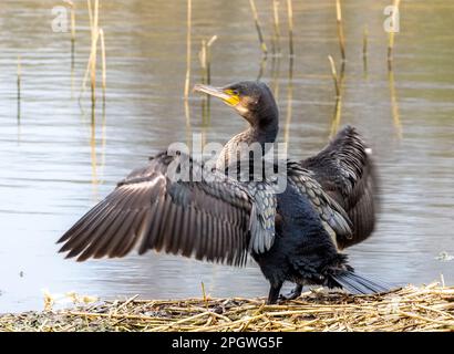 Cormorant drying wings, Teifi Marshes, Cardigan, Wales. Stock Photo