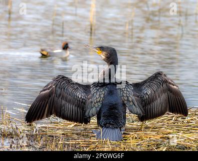 Cormorant drying wings, Teifi Marshes, Cardigan, Wales. Stock Photo