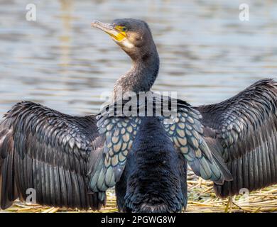 Cormorant drying wings, Teifi Marshes, Cardigan, Wales. Stock Photo