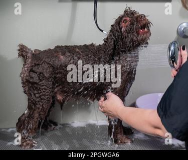 Woman washing brown mini poodle in grooming salon.  Stock Photo