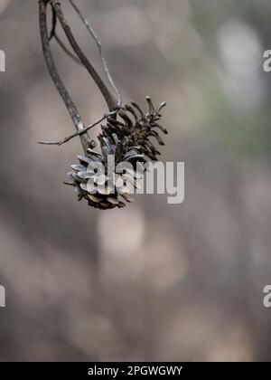Dry pine cone on a branch in the forest Stock Photo