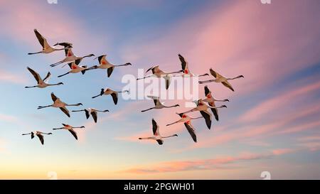 Flock of pink flamingos flying in Namibia, beautiful birds Stock Photo -  Alamy