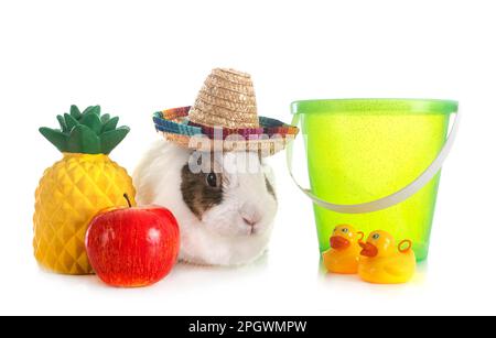 rex rabbit in front of white background Stock Photo