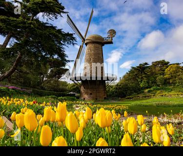 Dutch Windmill and Blooming Tulips Golden Gate Park in Spring | Cloudy Weather Stock Photo