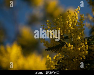 Beautiful bright yellow hairy mimosa flowers close-up. Blooming mimosa tree in early spring waves on wind. Sunny spring day. Acacia dealbata. Fluffy f Stock Photo