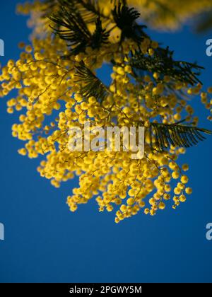 Beautiful bright yellow hairy mimosa flowers close-up. Blooming mimosa tree in early spring waves on wind. Sunny spring day. Acacia dealbata. Fluffy f Stock Photo