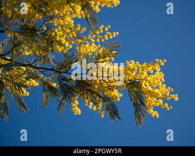 Beautiful bright yellow hairy mimosa flowers close-up. Blooming mimosa tree in early spring waves on wind. Sunny spring day. Acacia dealbata. Fluffy f Stock Photo