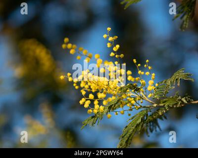 Beautiful bright yellow hairy mimosa flowers close-up. Blooming mimosa tree in early spring waves on wind. Sunny spring day. Acacia dealbata. Fluffy f Stock Photo