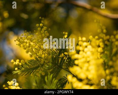 Beautiful bright yellow hairy mimosa flowers close-up. Blooming mimosa tree in early spring waves on wind. Sunny spring day. Acacia dealbata. Fluffy f Stock Photo