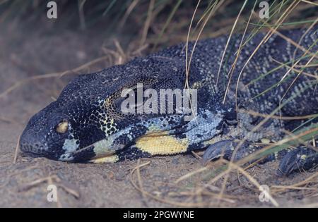 The lace monitor or tree goanna (Varanus varius) is a member of the monitor lizard family native to eastern Australia Stock Photo