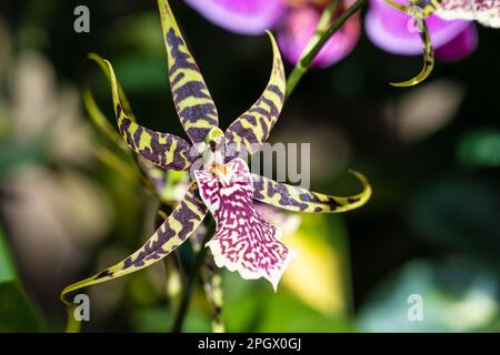 Dancing Lady orchid at the Fuqua Orchid Center at the Atlanta Botanical Garden in Midtown Atlanta, Georgia. (USA) Stock Photo