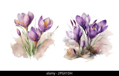 Watercolor Purple Crocus flowers on white backdrop. Isolated hand drawing violet crocuses. Floral illustration bouquet for invitations, cards Stock Vector
