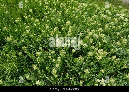 Lepidium draba grows among grasses in the wild Stock Photo