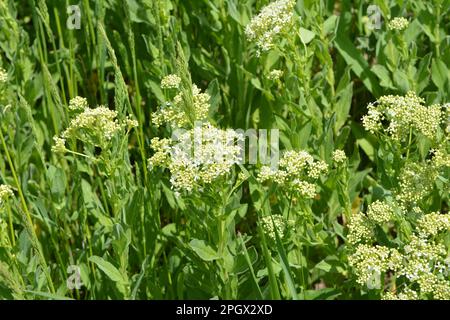 Lepidium draba grows among grasses in the wild Stock Photo