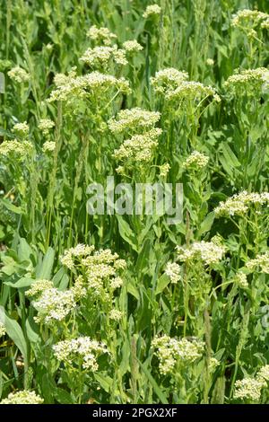 Lepidium draba grows among grasses in the wild Stock Photo