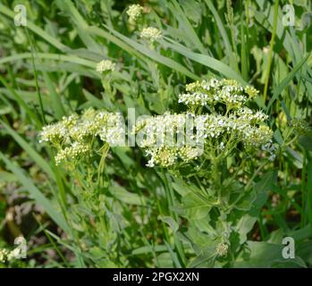 Lepidium draba grows among grasses in the wild Stock Photo