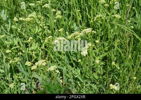 Lepidium draba grows among grasses in the wild Stock Photo