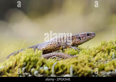 on moss... Viviparous Lizard ( Zootoca vivipara ). Stock Photo