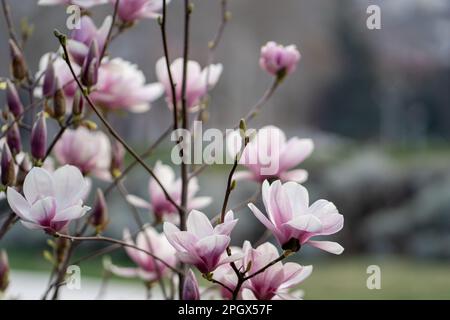 Blooming magnolia bush with pink flowers on branches in spring. Tender pink flowers in springtime.  Stock Photo