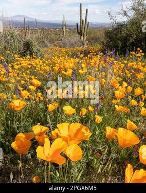 Gold poppies (Eschscholzia californica ssp. mexicana) McDowell Sonoran Preserve, Scottsdale, Arizona, USA. Stock Photo