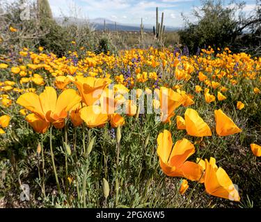 Gold poppies (Eschscholzia californica ssp. mexicana) blooming in McDowell Sonoran Preserve, Scottsdale, Arizona, USA. Spring 2023 bloom. Stock Photo