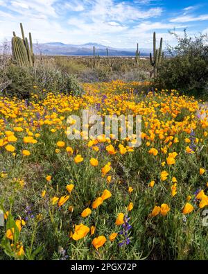 Gold poppies (Eschscholzia californica ssp. mexicana) McDowell Sonoran Preserve, Scottsdale, Arizona, USA. Stock Photo