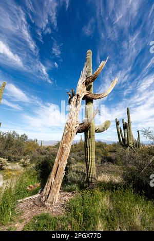 The skeleton of a dead Giant Saguaro (Carnegiea gigantea), leans against a living one, McDowell Sonoran Preserve, Scottsdale, Arizona, USA. Stock Photo