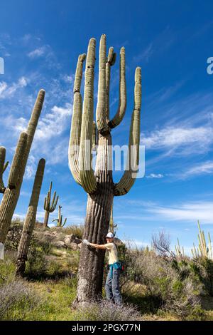 Woman mock hugs a Giant Saguaro (Carnegiea gigantea), McDowell Sonoran Preserve, Scottsdale, Arizona, USA. Stock Photo