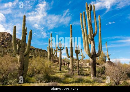 Stand of Giant Saguaros (Carnegiea gigantea), McDowell Sonoran Preserve, Scottsdale, Arizona, USA. Stock Photo