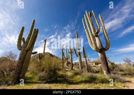 Stand of Giant Saguaros (Carnegiea gigantea), McDowell Sonoran Preserve, Scottsdale, Arizona, USA. Stock Photo