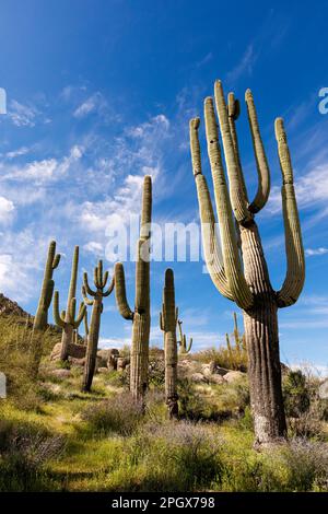 Stand of Giant Saguaros (Carnegiea gigantea), McDowell Sonoran Preserve, Scottsdale, Arizona, USA. Stock Photo