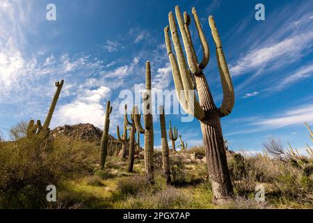 Stand of Giant Saguaros (Carnegiea gigantea), McDowell Sonoran Preserve, Scottsdale, Arizona, USA. Stock Photo