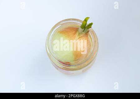 sprouted onions in a jar of water Stock Photo