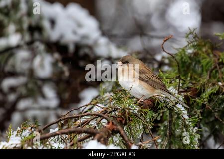 Dark-eyed Junco (Junco hyemalis mearnsi) in a snowy tree Stock Photo