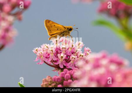 A Fiery Skipper pollinating on a Swamp Milkweed flower. Side profile with wing detail, closeup view. Stock Photo